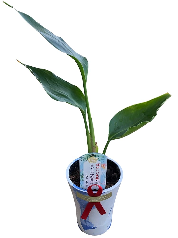 その他観葉植物 Masami Amazon|幸せを呼ぶミニ観葉植物【ストレチア whiteマーブル鉢